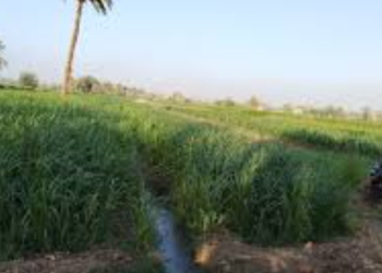 وكيل وزارة زراعة المنيا: الأسمدة متوفرة.. و”الكارت الذكي” يضمن وصول الدعم للمزارعين