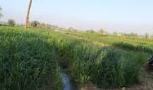 وكيل وزارة زراعة المنيا: الأسمدة متوفرة.. و”الكارت الذكي” يضمن وصول الدعم للمزارعين