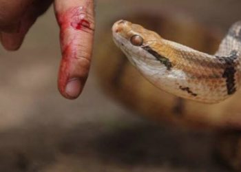 اثناء متابعة ارضة .. ثعبان يلدغ طالب سوهاج 