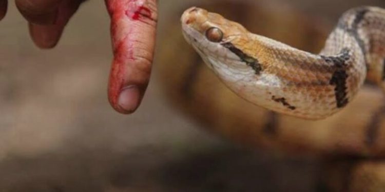 اثناء متابعة ارضة .. ثعبان يلدغ طالب سوهاج 