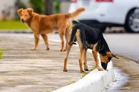 كشف ملابسات بلاغ يتهم سيدة بنقل الكلاب الضالة في سيارتها وإبعادهم عن دائرة سكنها