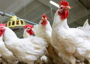 انخفاض أسعار الدواجن في الأسواق