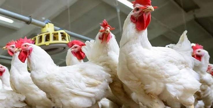 انخفاض أسعار الدواجن في الأسواق