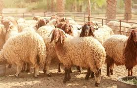 ما هو وقت ذبح الأُضْحِيَّة؟الافتاء ترد