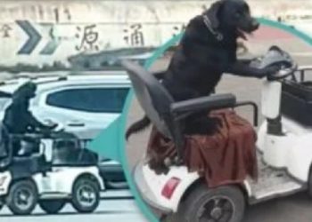 كلب يقود مركبة كهربائية