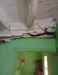 أول رد من الزراعة على هدم المنازل بسبب النمل الأبيض