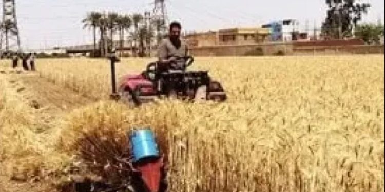 الزراعة تطلق أول مختبر حي لسلسلة قيمة القمح بأحدث التقنيات العالمية في الإرشاد الزراعي