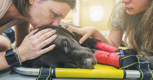 من الأحق بالكلب بعد الطلاق.. المكسيك تحسم حضانة الحيوانات الأليفة حال انفصال أصحابها