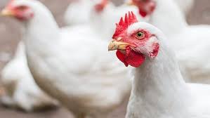 اسعار الدواجن اليوم الخميس بـ 46 جنيه الكيلو.. فرصة تعزميهم